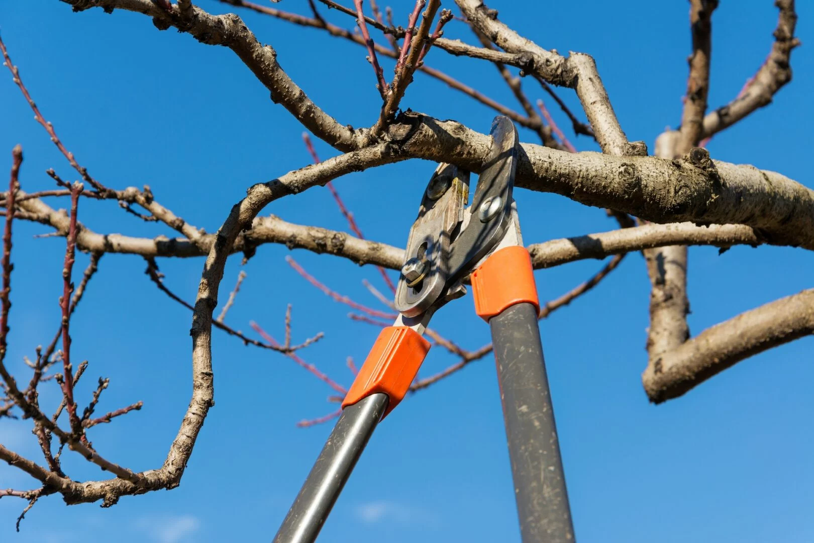 Trimming a tree in Maple Valley WA