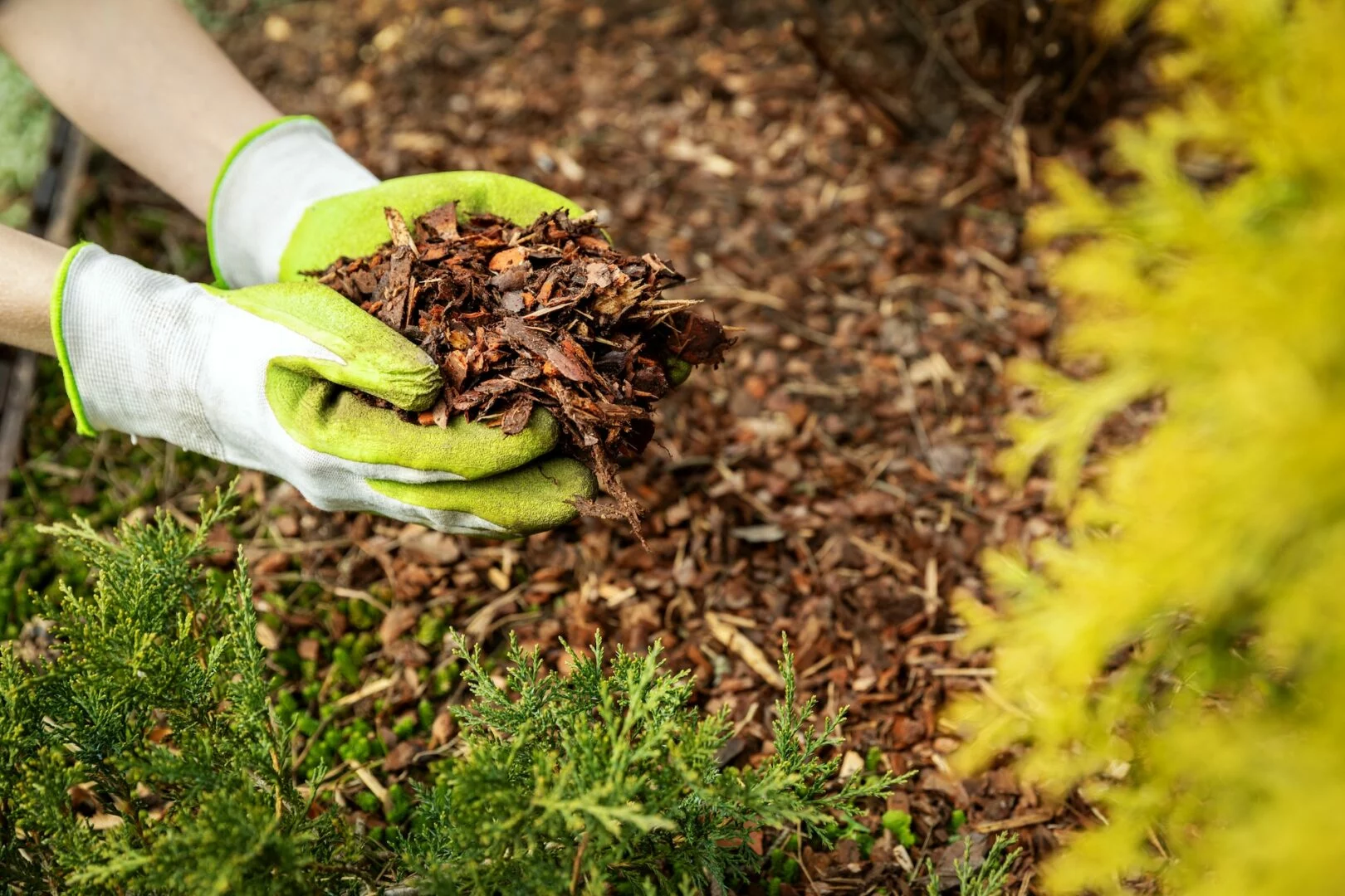 adding mulch to a garden in Maple Valley WA